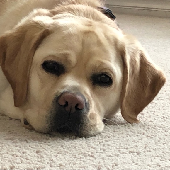 Meet your Posher, Leila - Picture 6 of 7